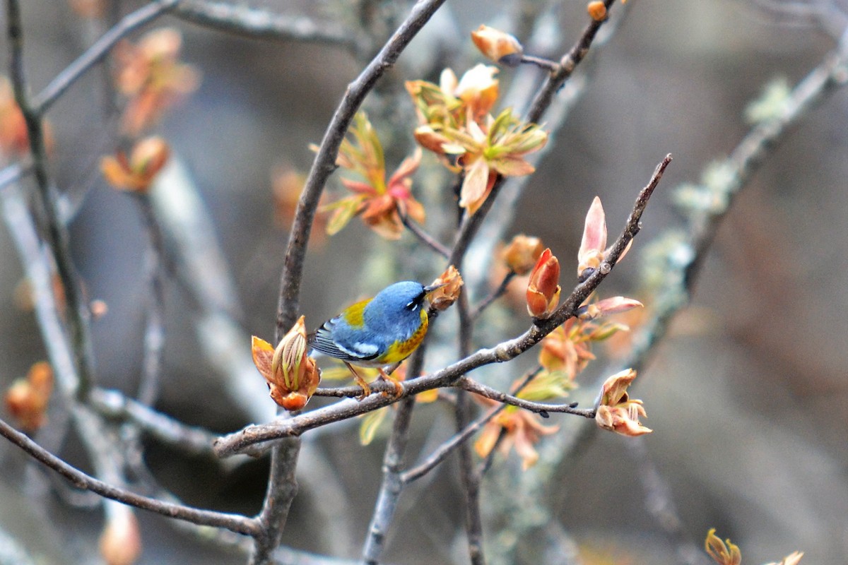 Northern Parula - Andrew Lydeard