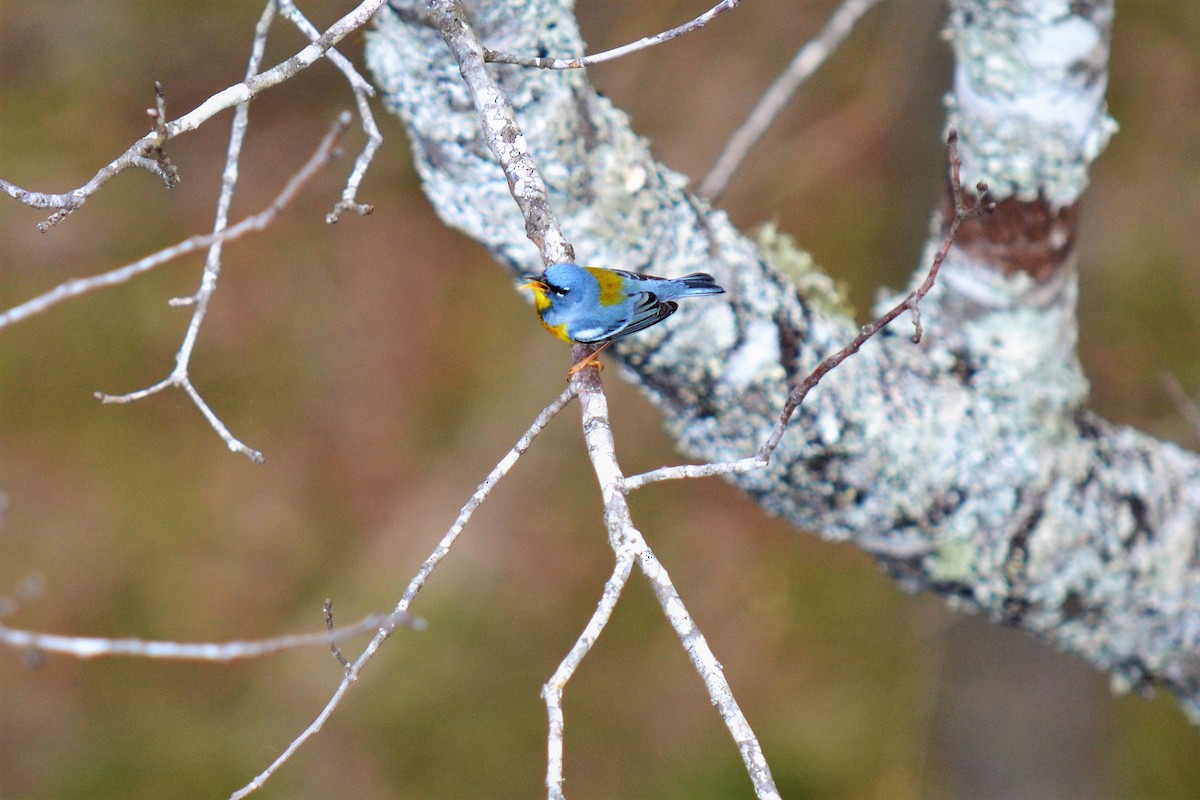 Northern Parula - Andrew Lydeard