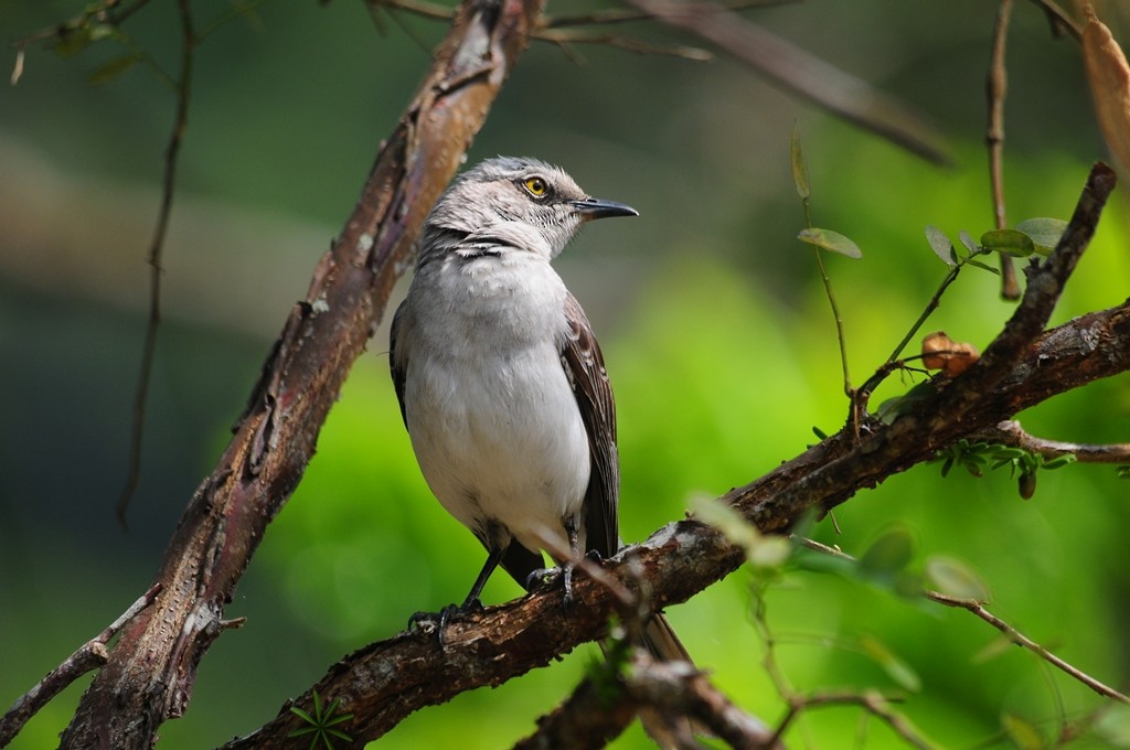 Tropical Mockingbird - ML91678221