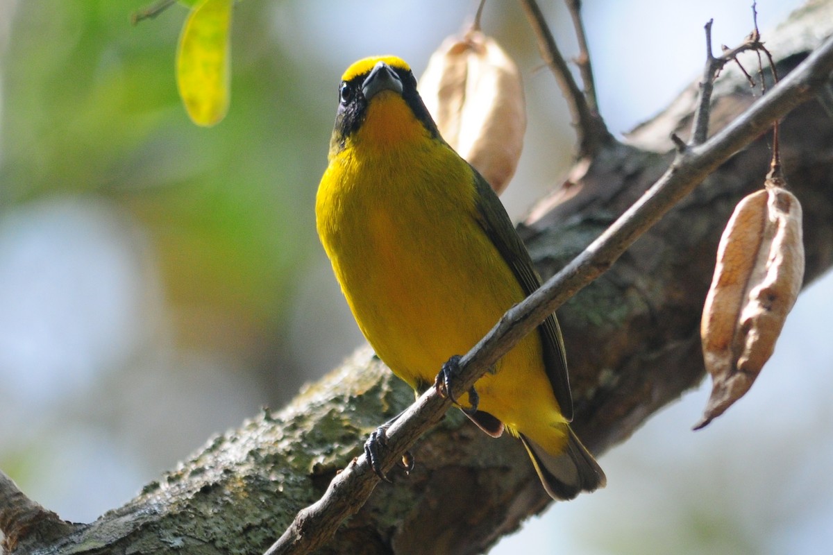 Thick-billed Euphonia - ML91678371