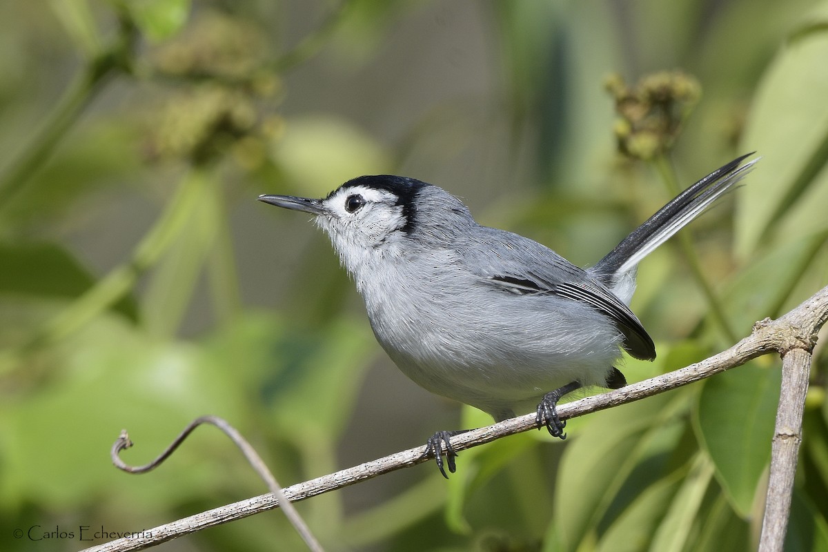 White-browed Gnatcatcher - ML91679241