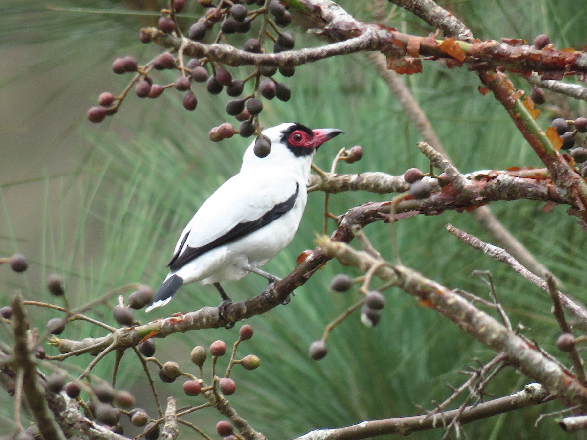 Masked Tityra - Josanel Sugasti -photographyandbirdingtourspanama