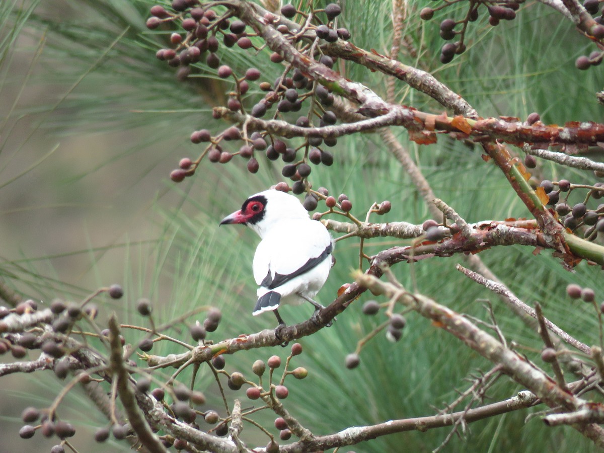 Masked Tityra - Josanel Sugasti -photographyandbirdingtourspanama