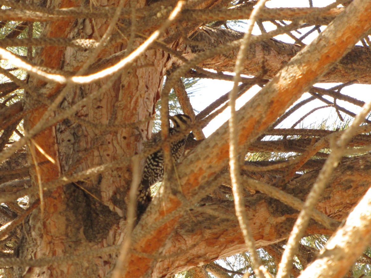 Yellow-bellied Sapsucker - ML91682261