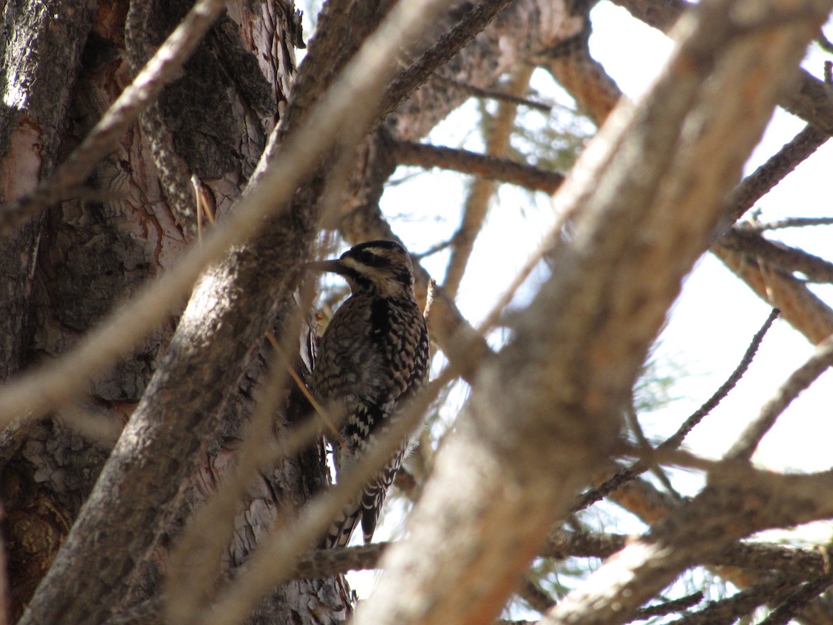 Yellow-bellied Sapsucker - ML91682321