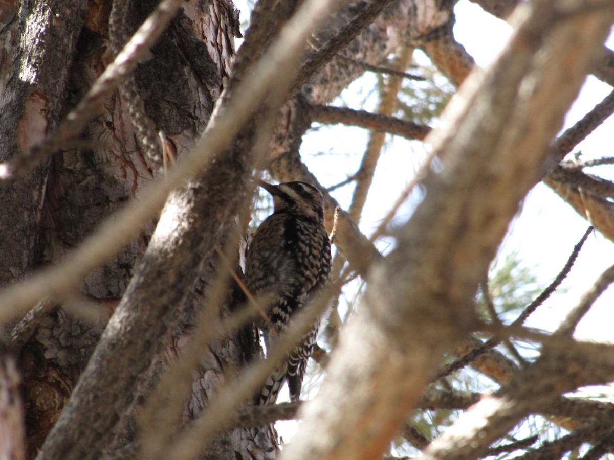 Yellow-bellied Sapsucker - ML91682341