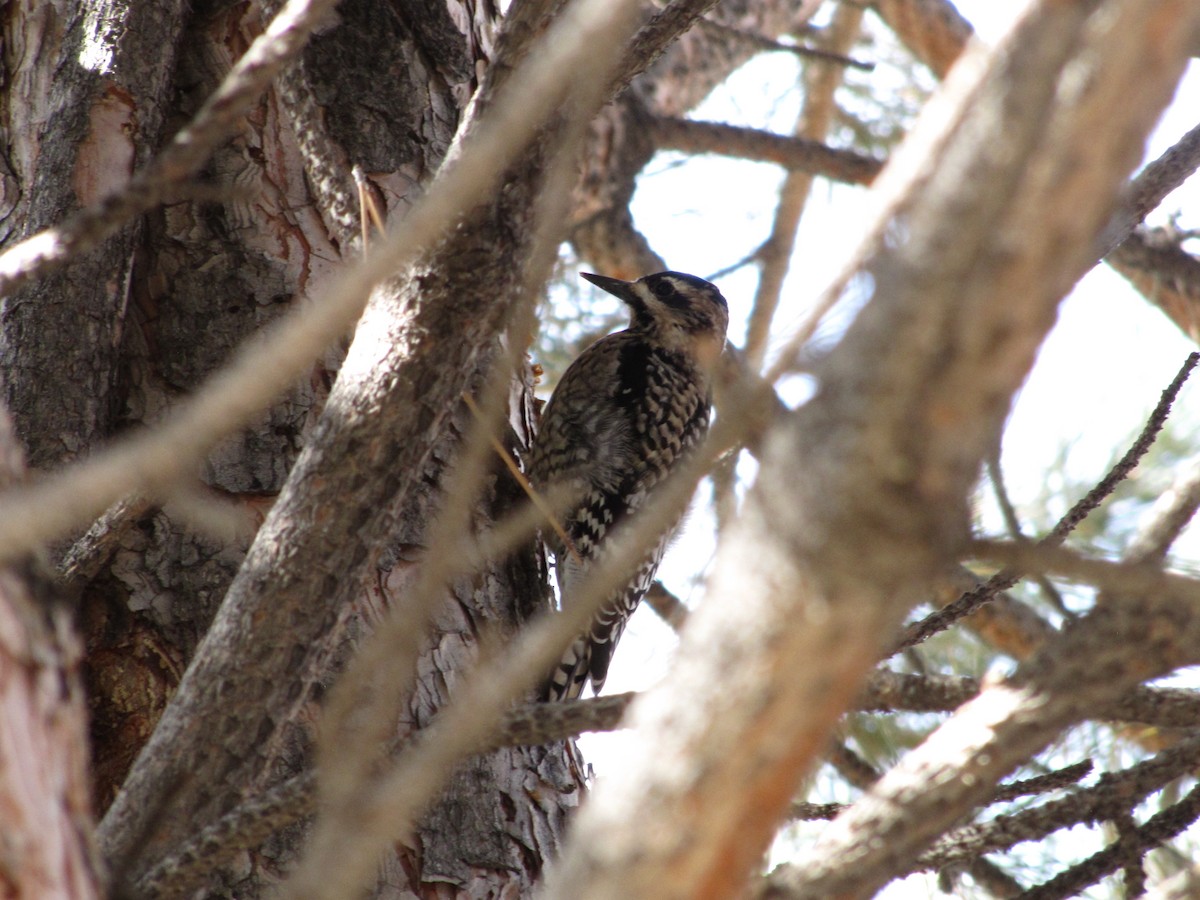 Yellow-bellied Sapsucker - ML91682351