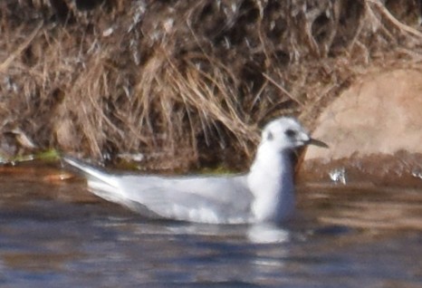 Bonaparte's Gull - ML91685431