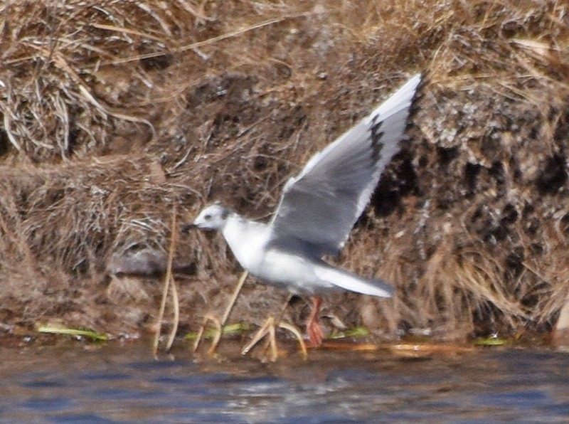 Bonaparte's Gull - ML91685441