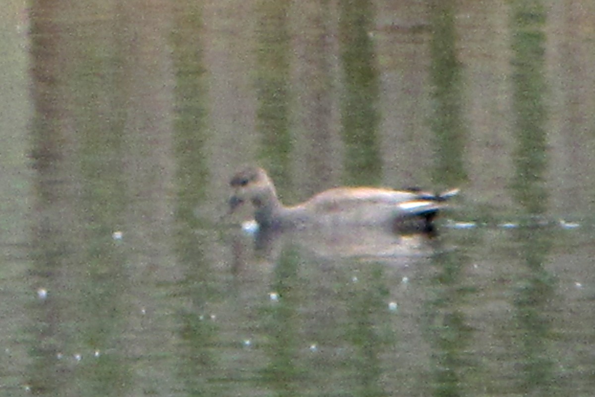 Gadwall - ML91685621