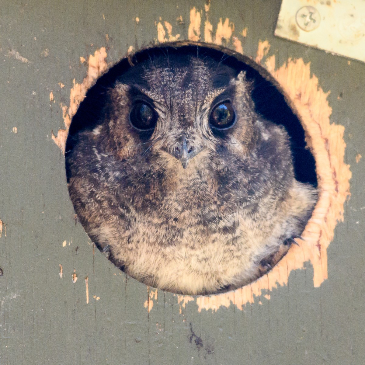 Australian Owlet-nightjar - ML91687571
