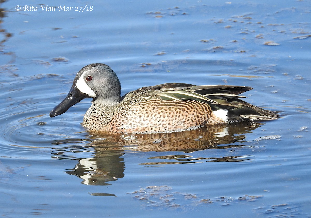 Blue-winged Teal - Rita Viau