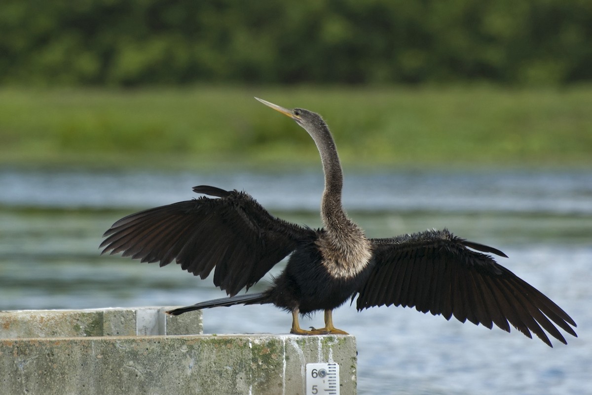 Anhinga - Liam Wolff