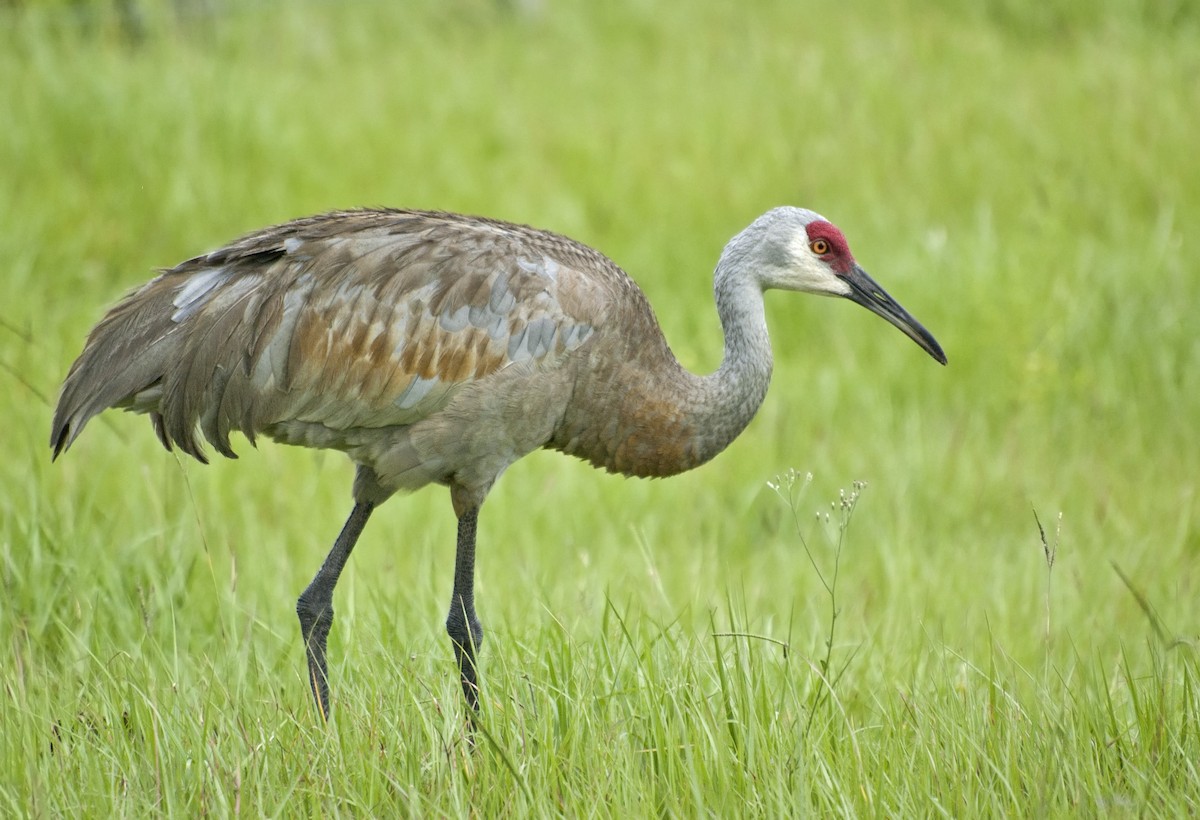 Sandhill Crane - Liam Wolff