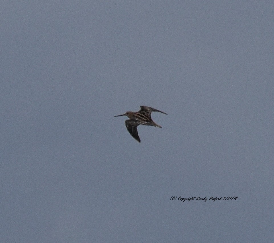 Wilson's Snipe - Randy Hesford