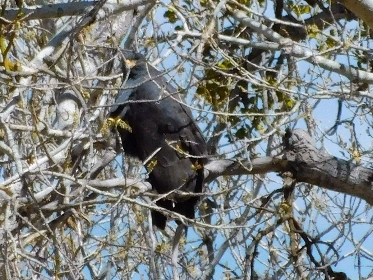 Common Black Hawk - ML91692181