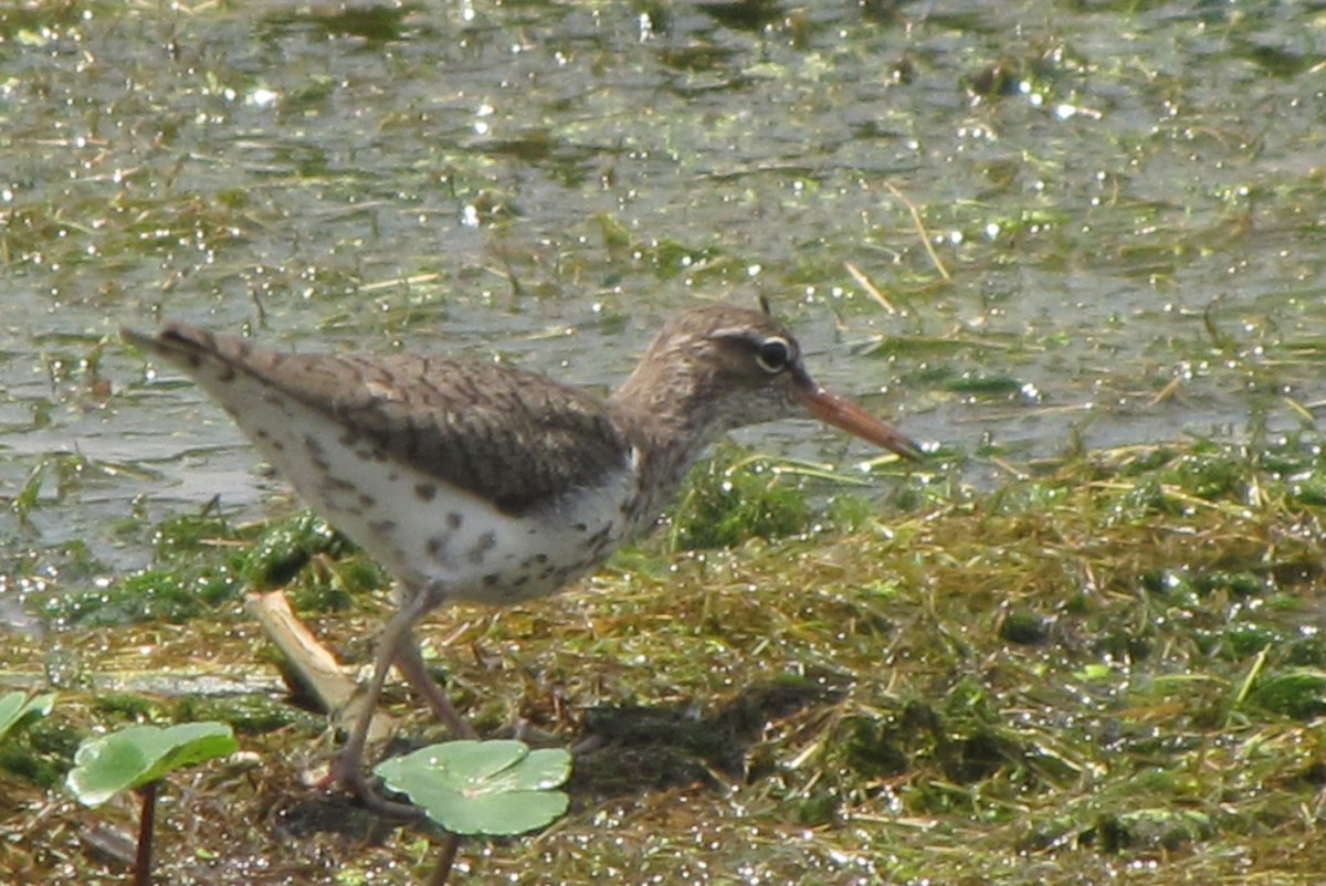 Spotted Sandpiper - Liam Wolff