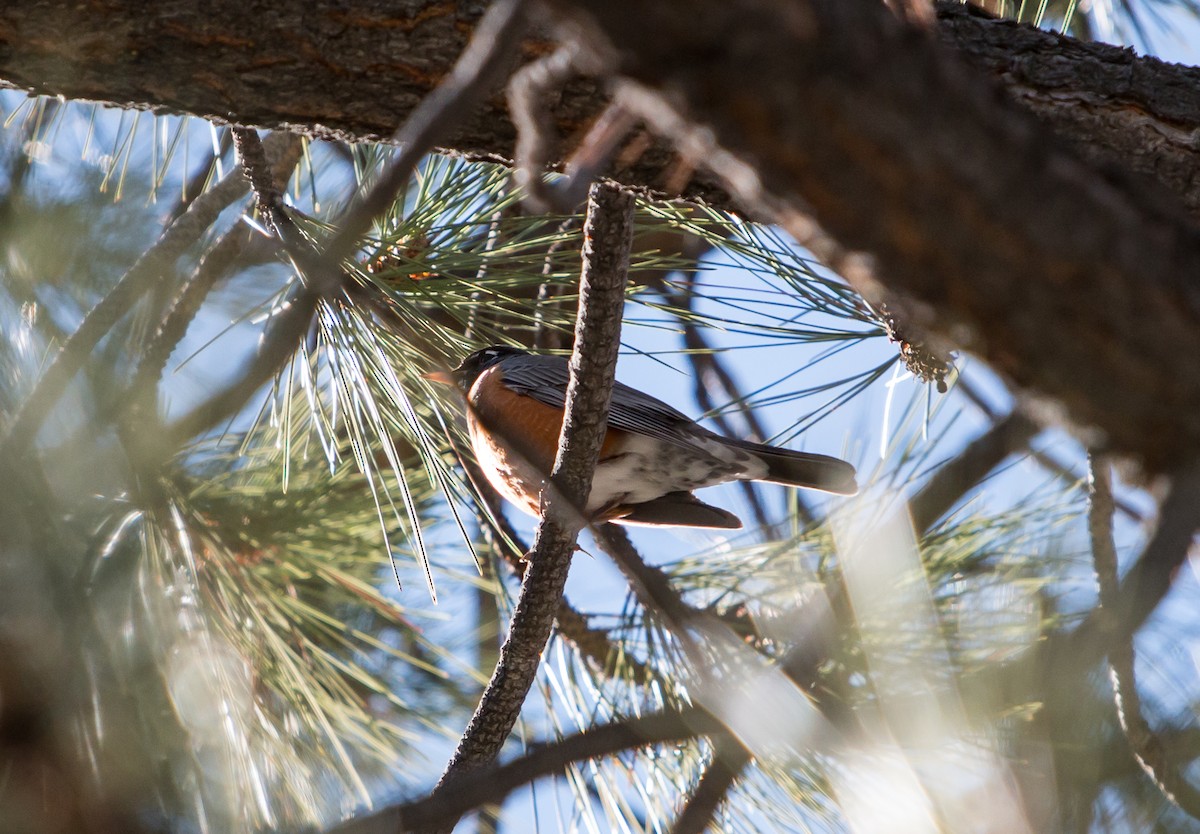 American Robin - ML91692871