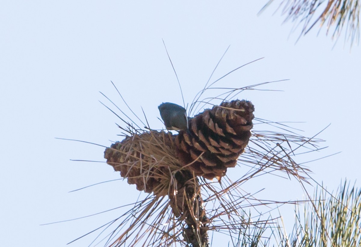 Pygmy Nuthatch - ML91692981