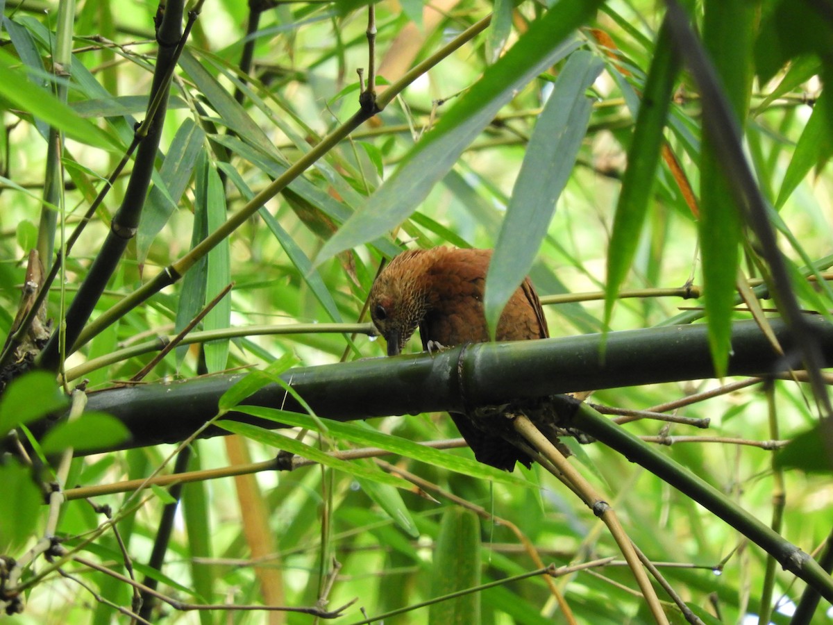 Rufous Woodpecker - ML91693031