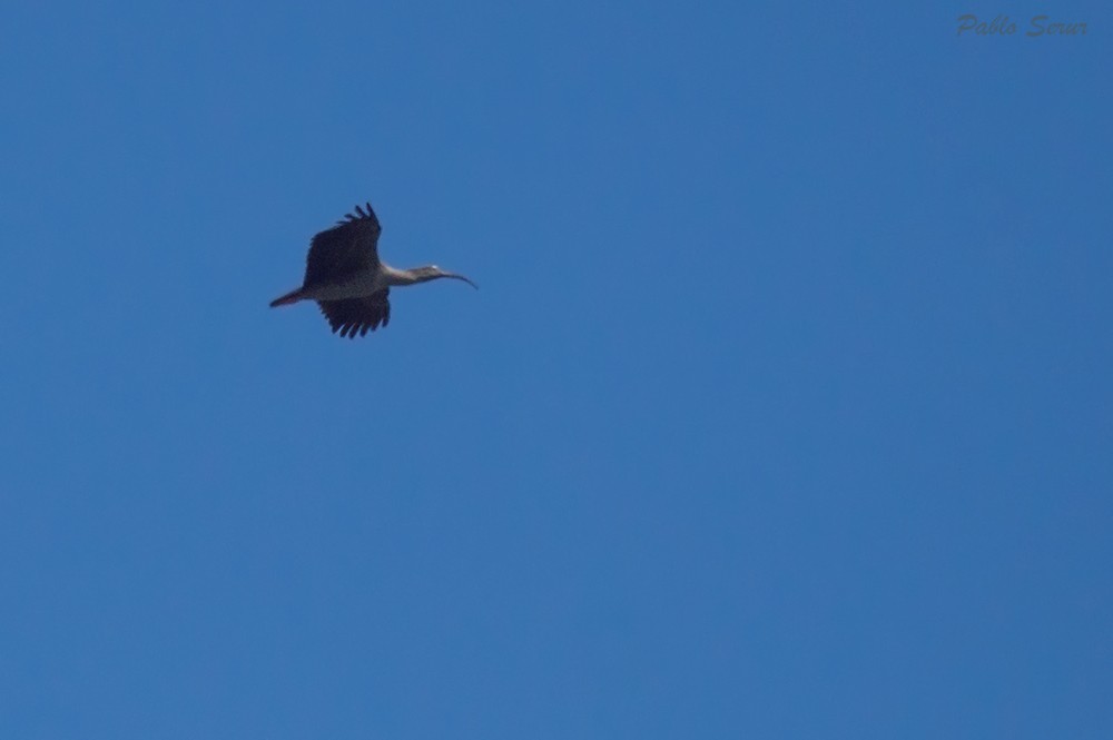 ibis běločelý - ML91693081