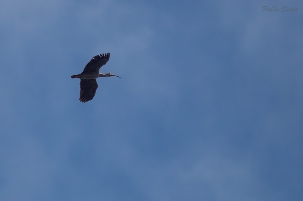 ibis běločelý - ML91693091