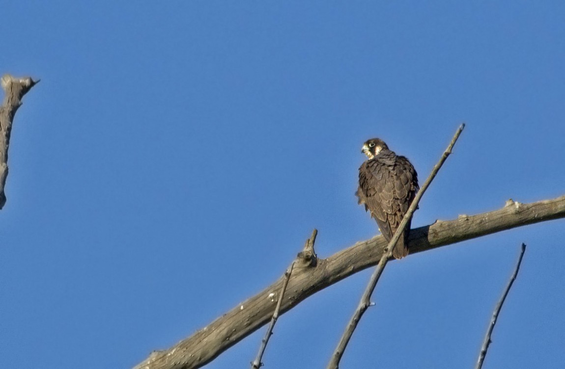 Halcón Peregrino - ML91693261