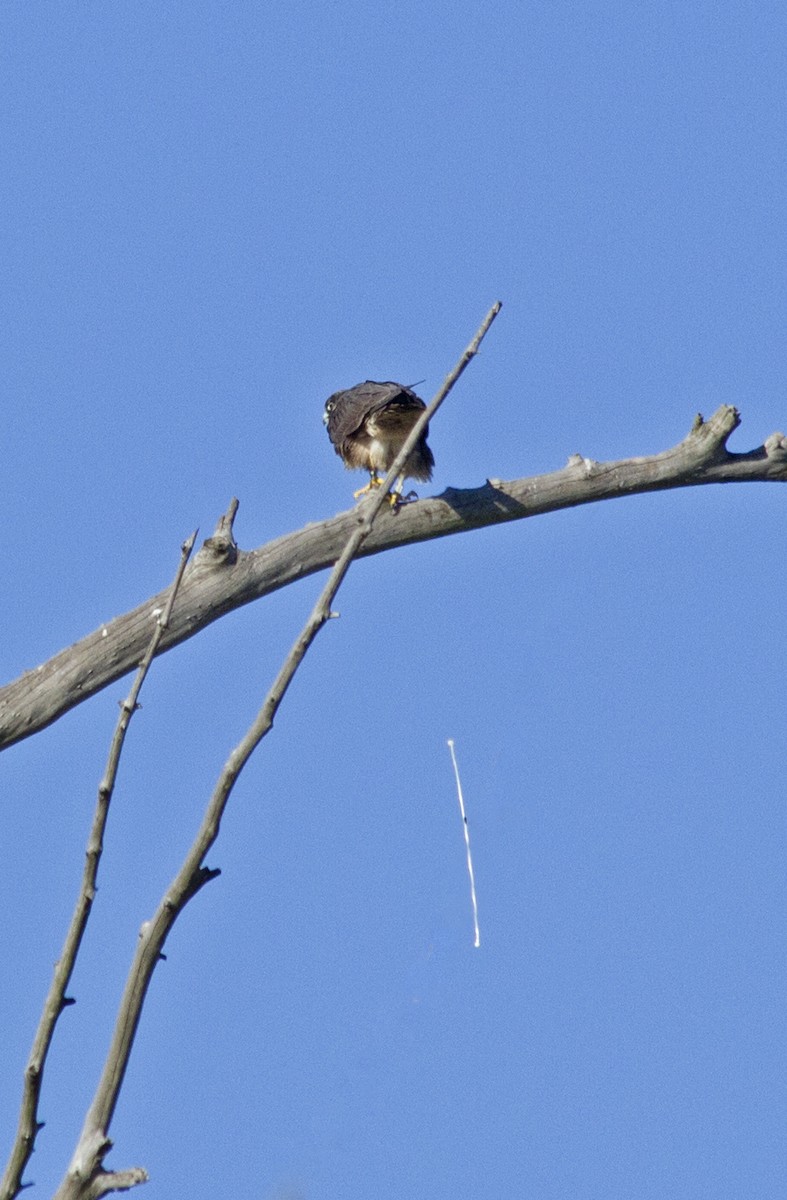 Halcón Peregrino - ML91693271