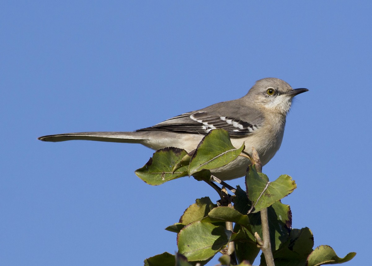 Northern Mockingbird - ML91693691