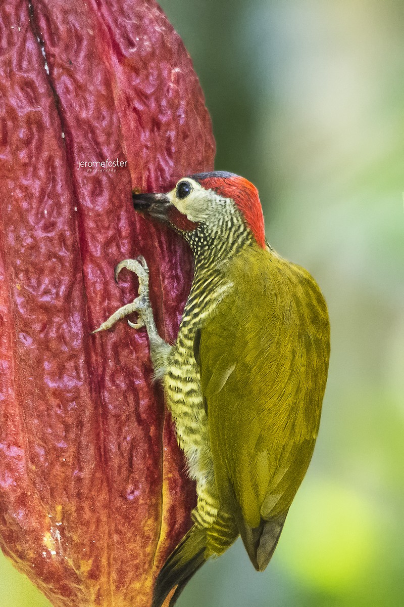 Golden-olive Woodpecker - ML91695851