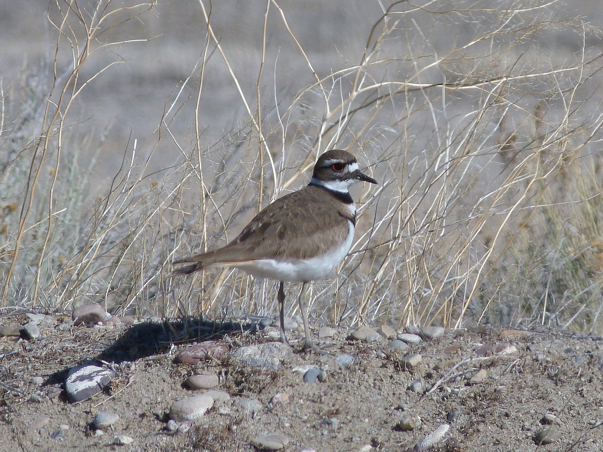 Killdeer - Kenneth Stinchcomb