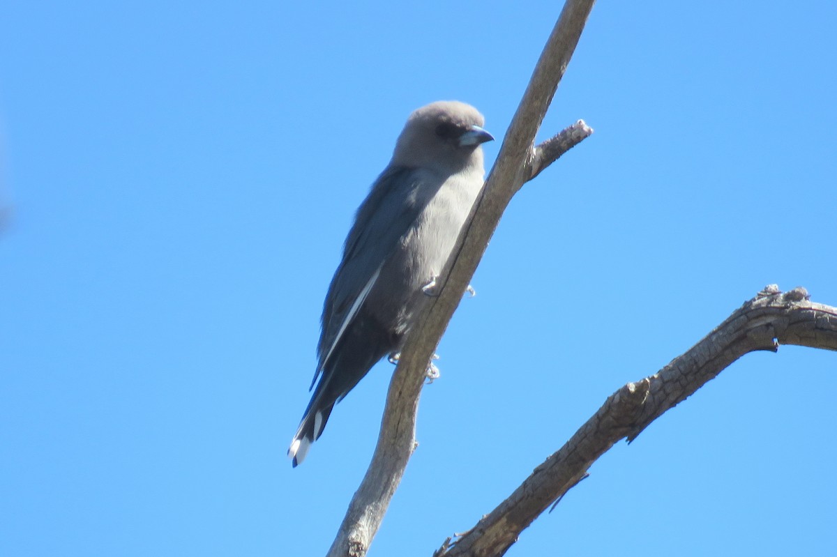 Dusky Woodswallow - ML91699061