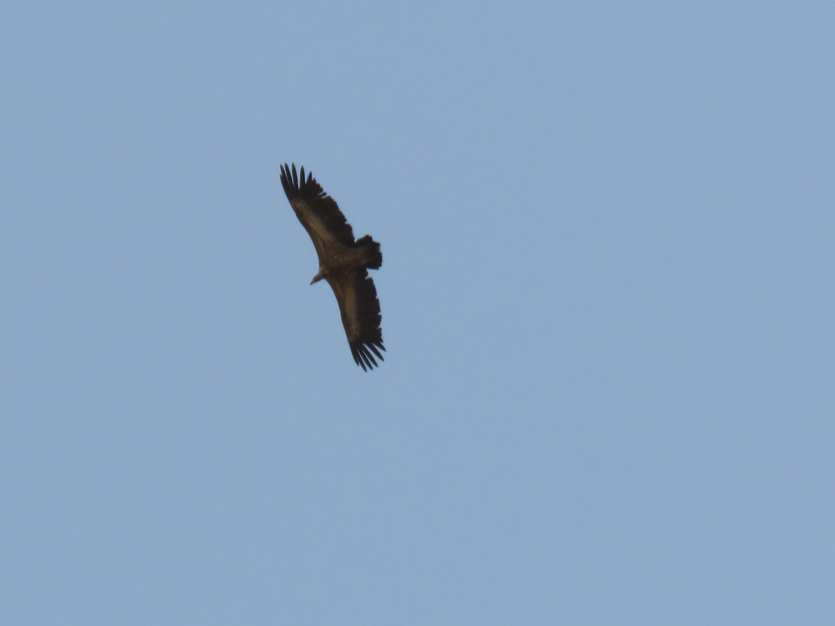 Eurasian Griffon - ML91699341