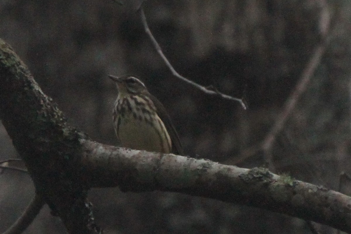 Louisiana Waterthrush - ML91699881