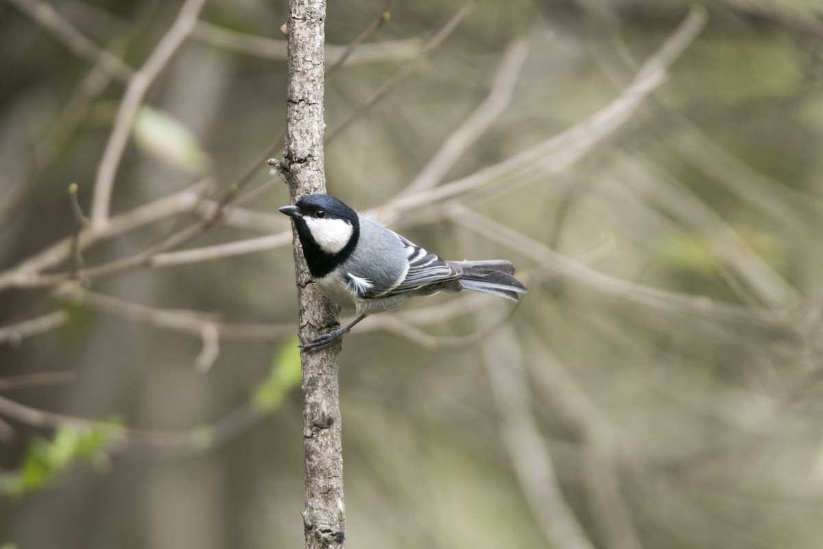 Mésange indienne - ML91700511