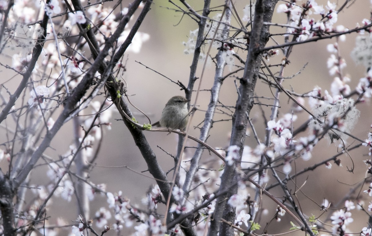 Brownish-flanked Bush Warbler - ML91701351