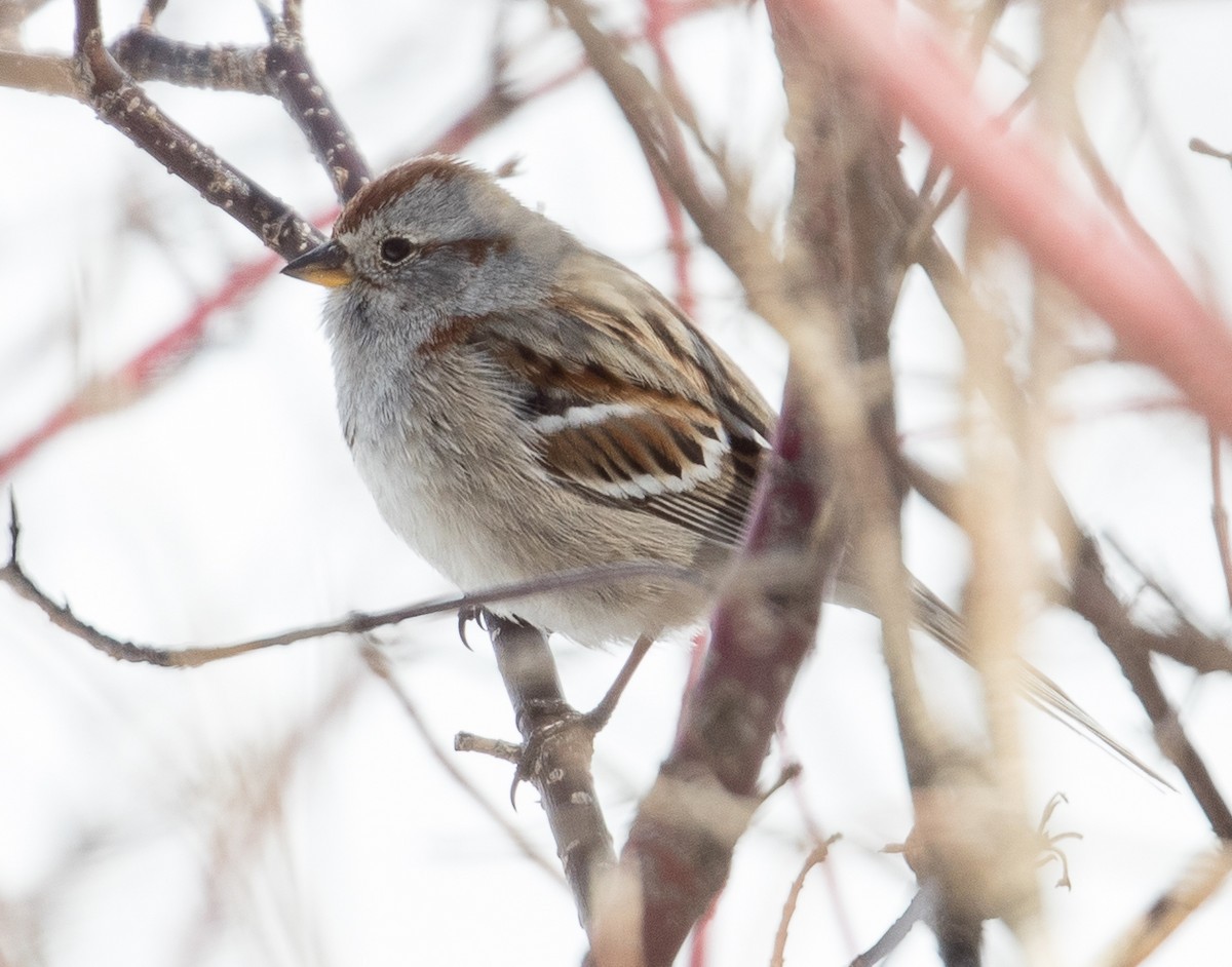 American Tree Sparrow - Caroline Lambert