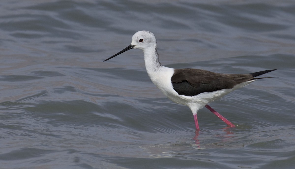 Black-winged Stilt - Marky Mutchler