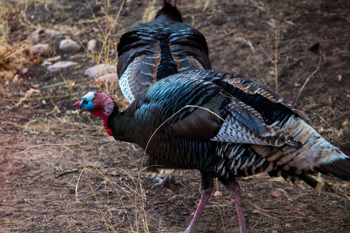 Wild Turkey - ML91704791