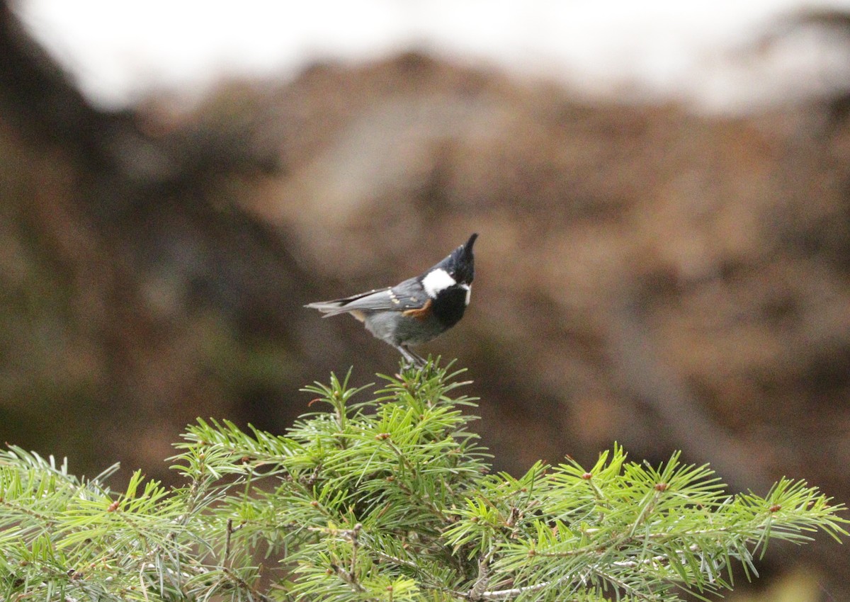 Coal Tit - ML91706541