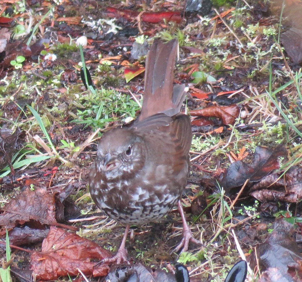 Fox Sparrow (Sooty) - ML91706911