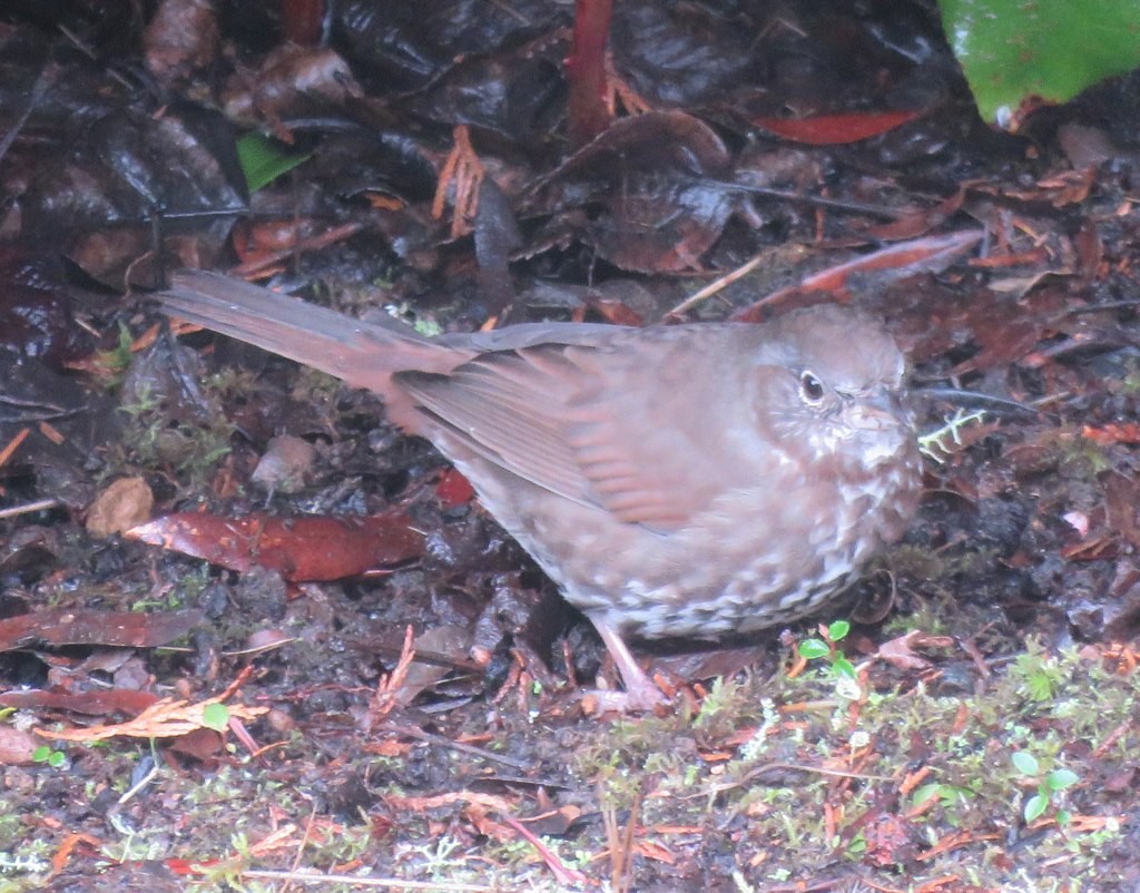 Fox Sparrow (Sooty) - ML91706921