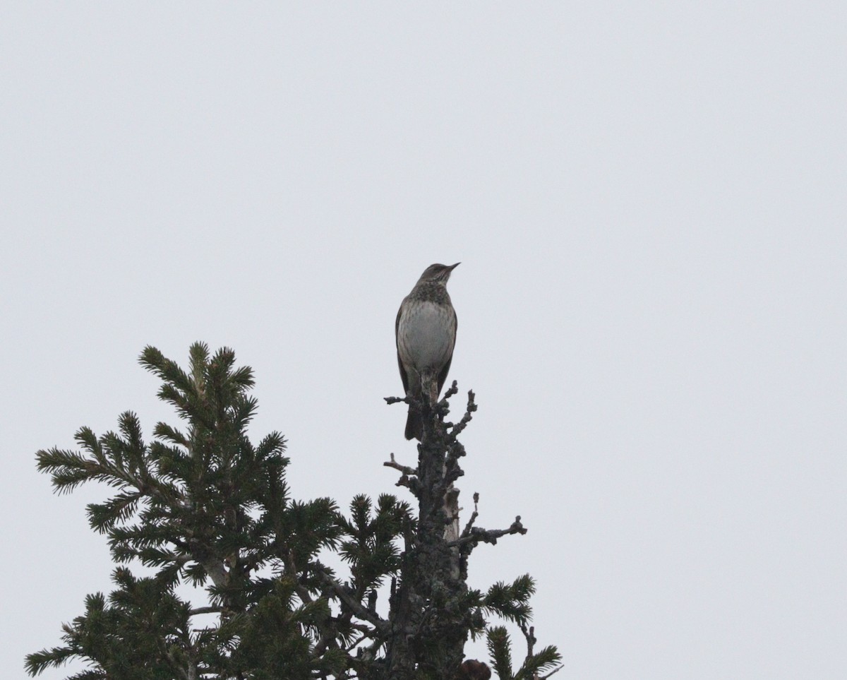 Black-throated Thrush - Suresh  Rana