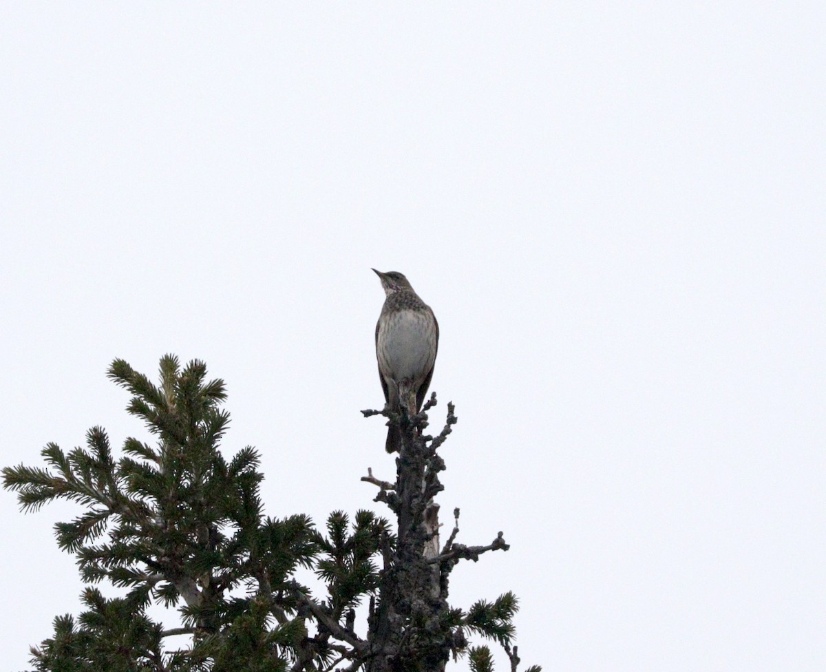 Black-throated Thrush - ML91707651