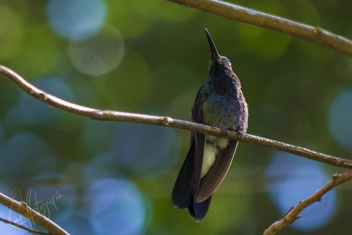 Colibri de Buffon - ML91707731