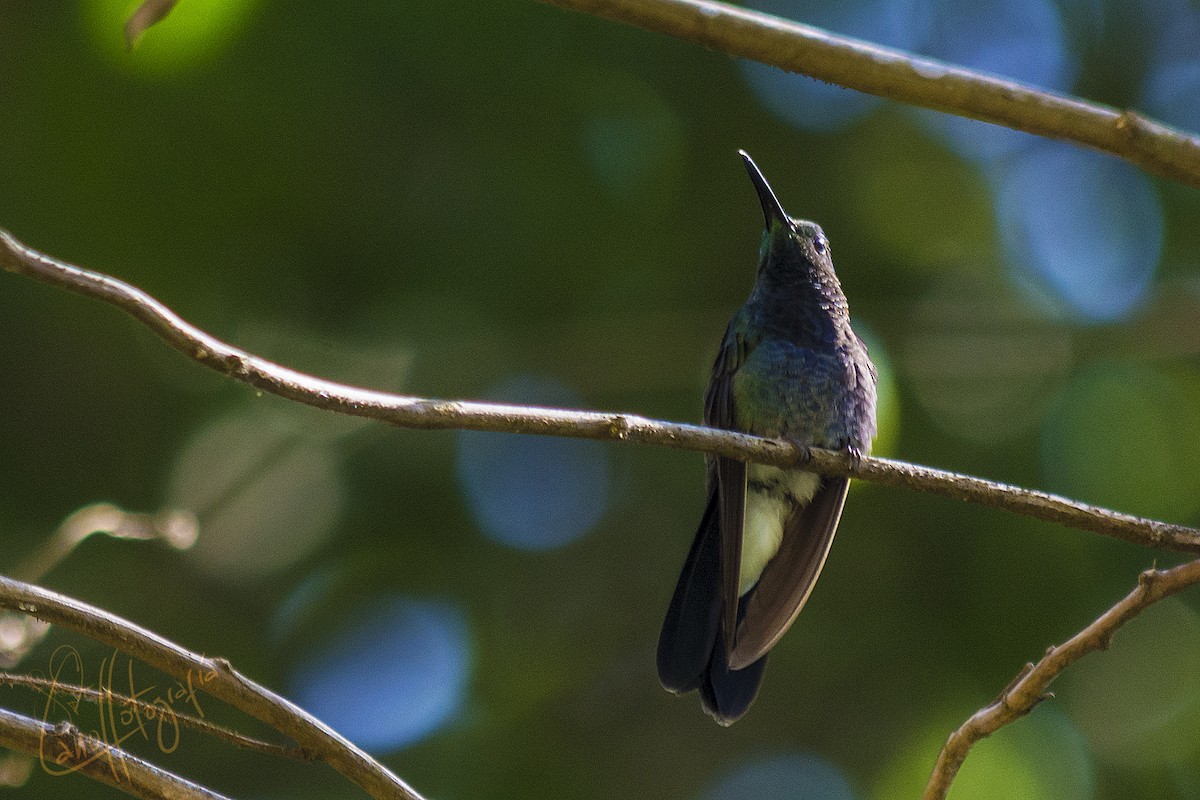 Colibri de Buffon - ML91707741