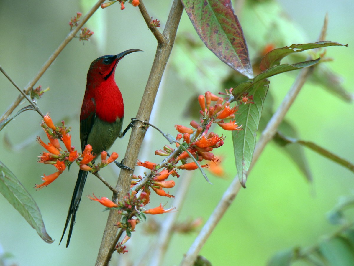 Crimson Sunbird - ML91708011