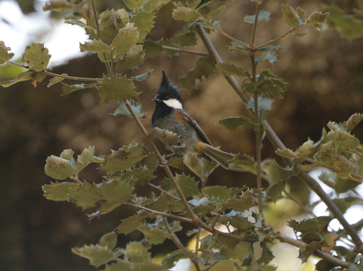 Mésange noire - ML91708331