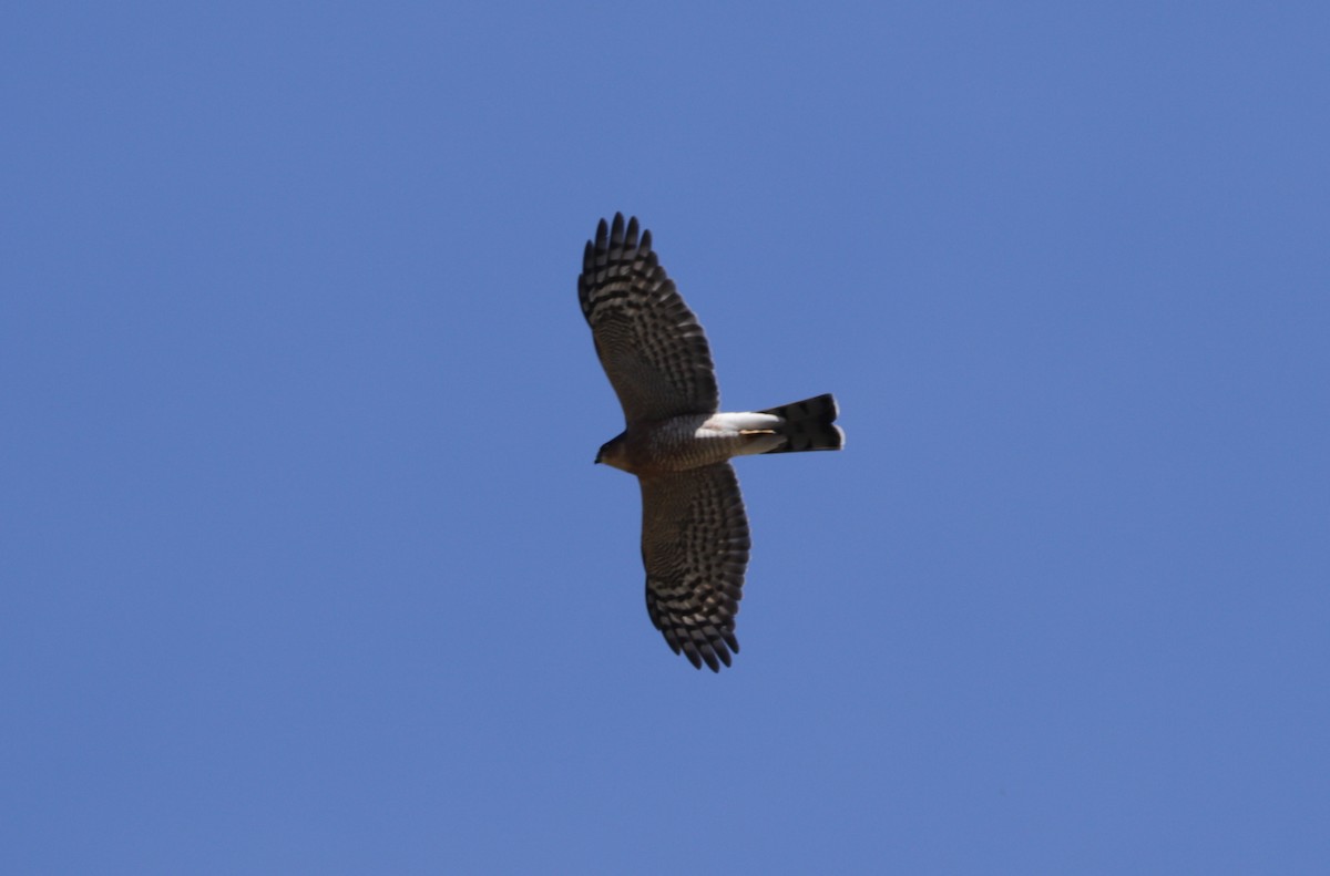 Eurasian Sparrowhawk - ML91708401