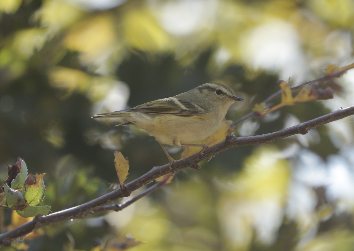 Mosquitero de Hume - ML91708451